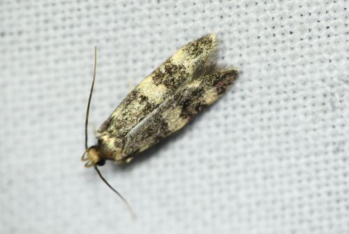 Réf. 267 832 : Oegoconia uralskella